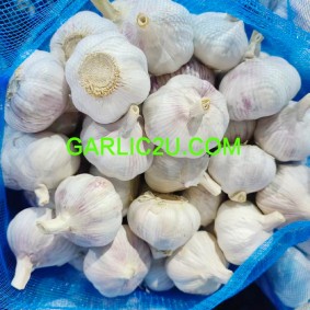 Fresh Garlic Normal White in Bulk