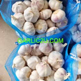 Garlic Ajo Alho Ail