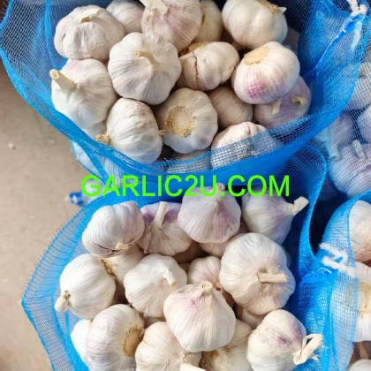 Garlic Ajo Alho Ail