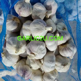 Garlic Price in China