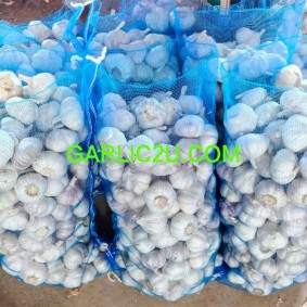 Ajo/Garlic Suppliers 20kg  Mesh Bag Fresh Garlic to Ecuador