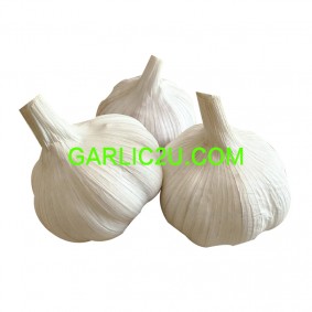 Best China/Chinese Garlic Exporter