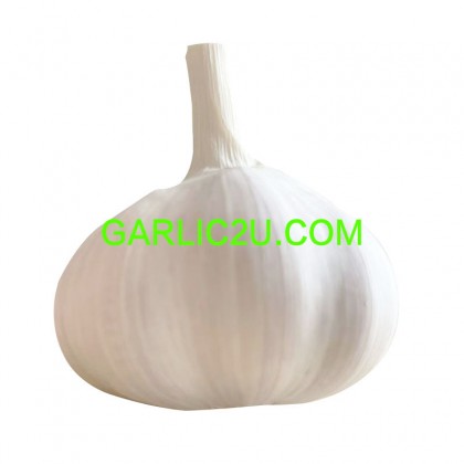 China Fresh Pure White Garlic