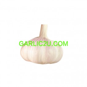 China Garlic