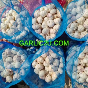 China Garlic Suppliers