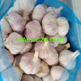 China White Garlic Fresh Garlic