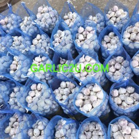 Chinese Garlic Price