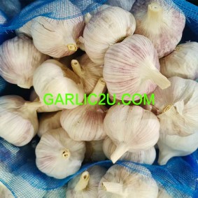 Fresh Garlic From Jining Jinxiang