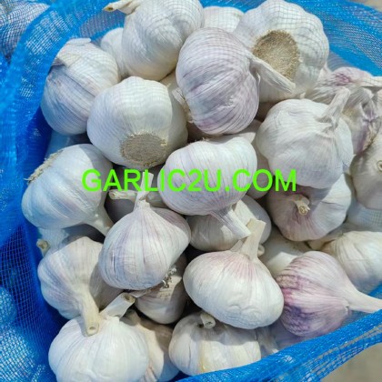 Garlic Wholesale from China Garlic Wholesale from China
