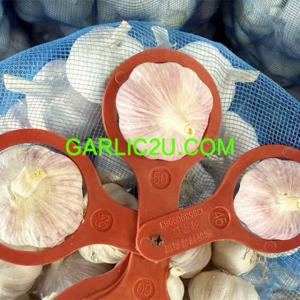 High Quality Chinese Garlic Supplier