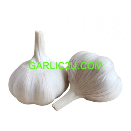 2026 china small garlic/buyer of garlic