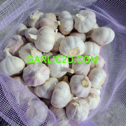 2026 china small garlic/buyer of garlic