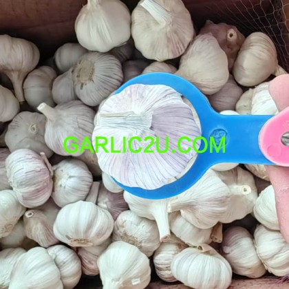 2026 china small garlic/buyer of garlic