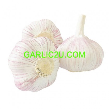 Chinese Garlic
